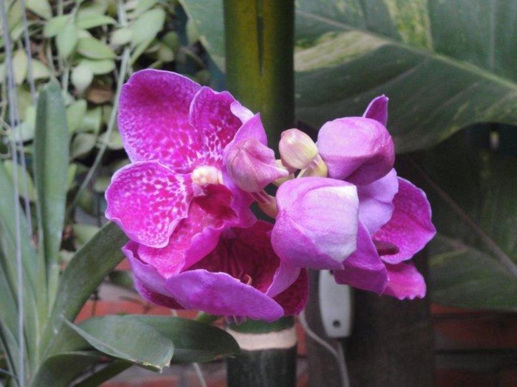 سيام ريب Big Lyna Villa المظهر الخارجي الصورة
